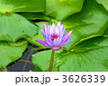 はす