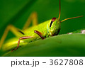 素材ナンバー 3627808 : 「トノサマバッタ」