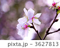 素材ナンバー 3627813 : 「寒桜」