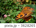 タテハモドキが見下ろす