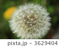3629404