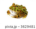 ベルツノガエル