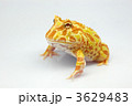 アルビノツノガエル