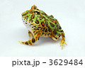 ベルツノガエル ベルツノガエル