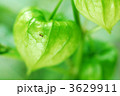 ほおずき　緑