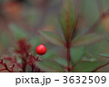 赤南天の実