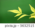 白南天の葉