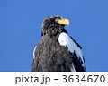 オオワシ
