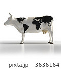 3636164