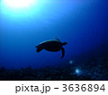 カメ　アオウミガメ　海　慶良間諸島　沖縄