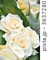 高砂の白い薔薇