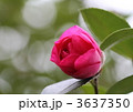 紅色の山茶花の蕾