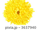 菊