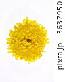 菊