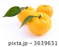 柚子