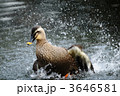 羽ばたくカルガモ
