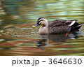 水面のカルガモ