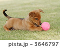 ボール遊びする子犬