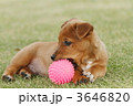 ボール遊びする子犬