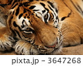 アムールトラ