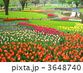 昭和記念公園のチューリップ