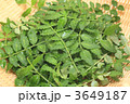 山椒の葉