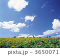 3650071