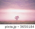 3650184