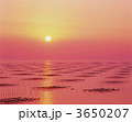 3650207