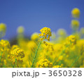 3650328
