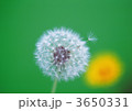 3650331