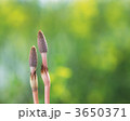 3650371