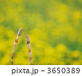 3650389