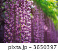 3650397