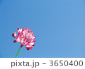 3650400