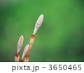 3650465