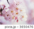 3650476