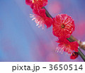 3650514