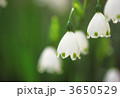 3650529