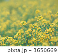 3650669