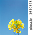 3650678