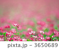 3650689