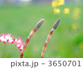 3650701
