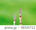 3650712