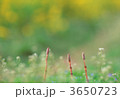 3650723