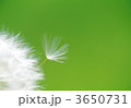 3650731