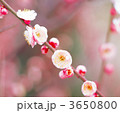 3650800