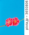 3650806
