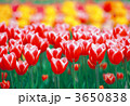 3650838
