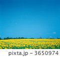 3650974